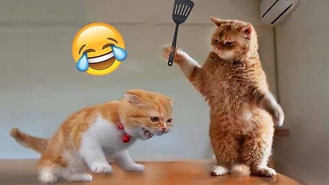 Funny Cat Fighting 🤣😂