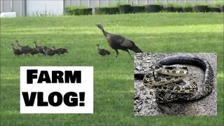 Illinois FARM VLOG; Tractor, food plot updates, Wildlife & more