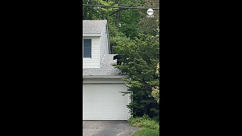 CAUGHT IN THE ACT: A young bear was spotted snooping around the roof of a home in Connecticut.