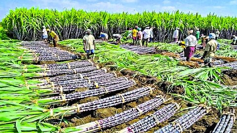 Growing and Harvesting Billions Tons of Sugarcane to make Sugar - Sugar Processing Line in Factory