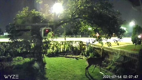 A deer visited at night and got caught in camera