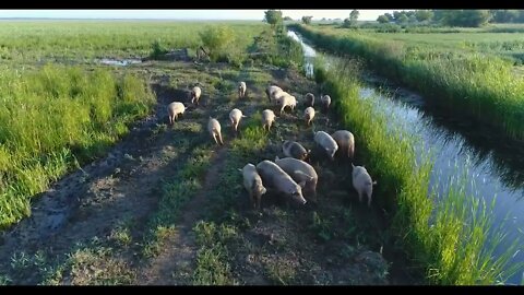 Drone view of small herd of swine feeding on rural meadow near pond in green village