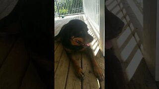 Rottweiler ASMR#Shorts #rottweiler😍💖💜💛