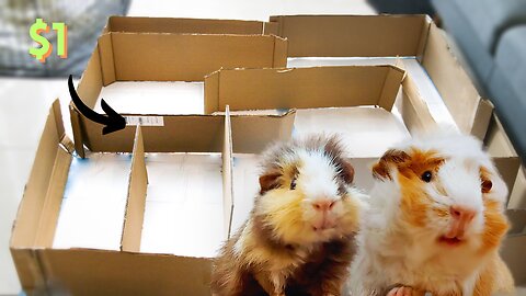 3 Guinea Pigs Competing In A Homemade $1 Maze! (Will it Break?)