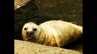 TINY Baby Seal