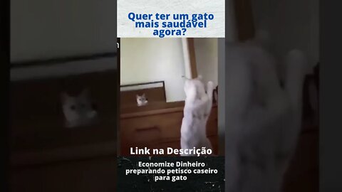 Gato Vaidoso? - Gatos engraçados #shorts