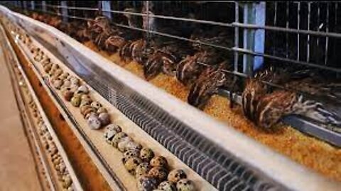 How Quail Farm Make Million Eggs and Meat - Inside Modern Quail Farm - Quail Meat Processing