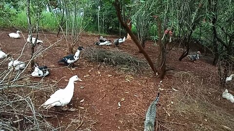 A couple of Muscovy Ducks gone up the hill to get out of the mud 04th January 2021