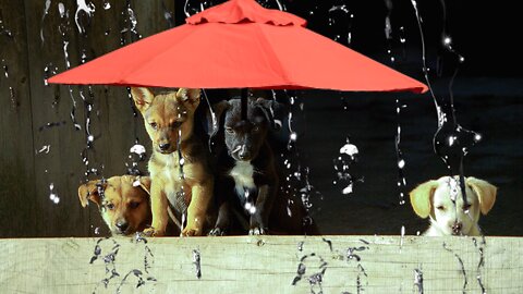 Puppies Enjoying the rain. Fun Moment 😊-Pets Class Part 70