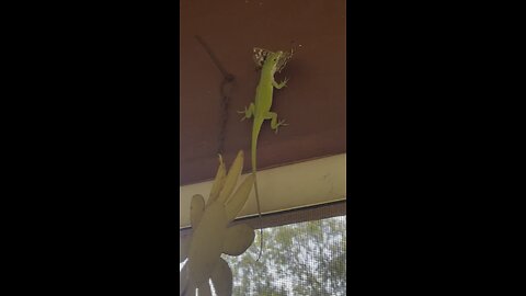 Lizard Attacks and Eats Moth