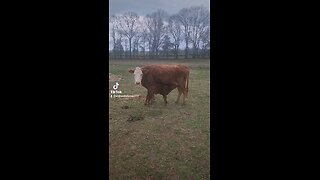 Momma cow feeding baby bull calf.