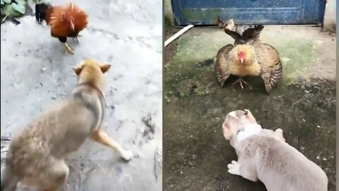 Chicken VS Dog Fight - Funny Dog Fight Videos