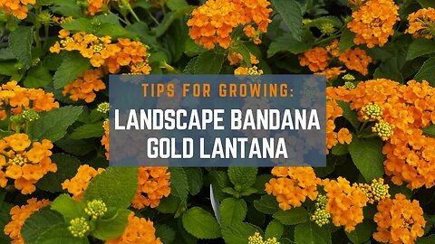 3 Tips for Growing Landscape Bandana Gold Lantana