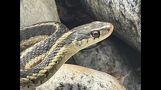 Garter snake 🐍 #nature #summer #short