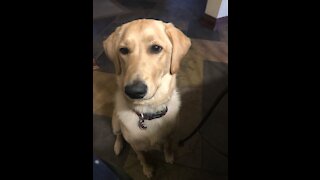 Adorable labradoodle plays hide & seek. Smart doggy!