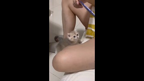 Funny cat videos🤣🤣🤣🤣😂