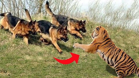 Who is stronger tiger or dog?