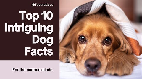 Top 10 Fascinating Dog Facts You Need to Know! 🐾 #DogFacts #CanineCompanions #Facts #Dogs