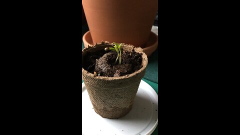 1 days growth