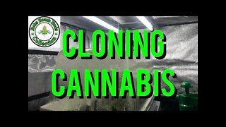 A Complete Guide On Cloning Cannabis