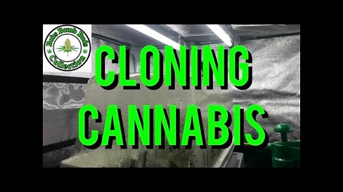 A Complete Guide On Cloning Cannabis