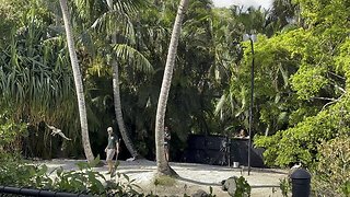 Watch Alligators during a Training Session with Zookeepers (Widescreen) #Alligator #4K #NaplesZoo