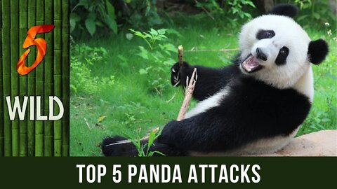 Top 5 Cute Pandas That Got Adorably Angry | 5 WILD