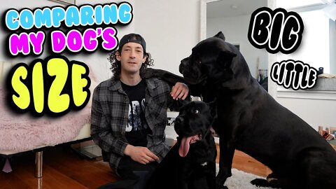 Comparing My Dog's Size BIG & little - Giant Cane Corso