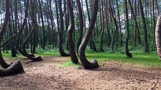 Crooked forest , Poland