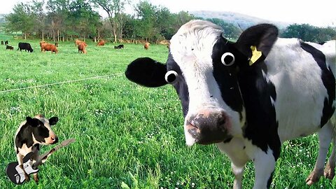 I Am A Cow ! Best Funny Song