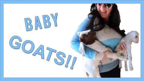 Happy Animals | Baby Goats | B&D Farm Tour #babygoats #goatfarming