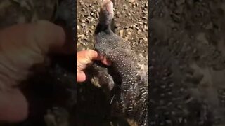 Injured baby guinea fowl released back to flock when healed