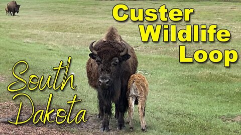 Custer Wildlife Loop