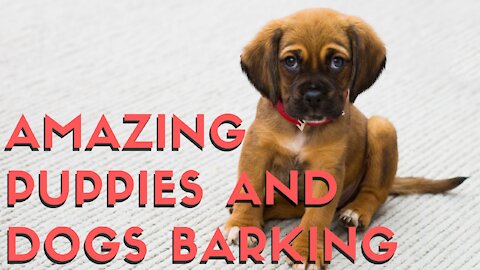 [2021] Amazing puppies and dogs barking, howling and growling