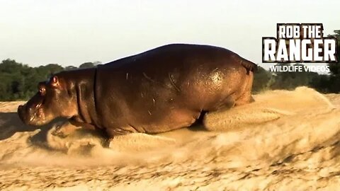 Running Hippo!