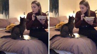 Sassy Cat Adorably Talks Back To Her Owner