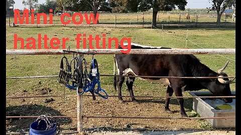 Mini cow halter fitting and sizes S01/E04