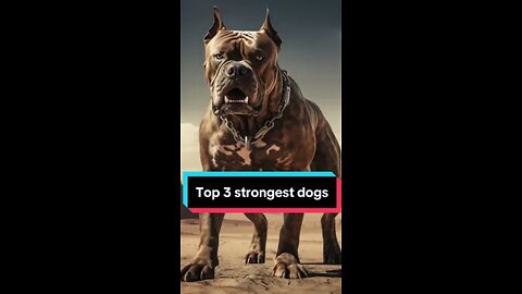 The top 3 strongest dogs in the world