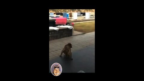 #Funny clip of animals😂 so funny🤣 #Humorous animals #😂 #Funny humor😂 #😂 #funny clip #Funny #animals