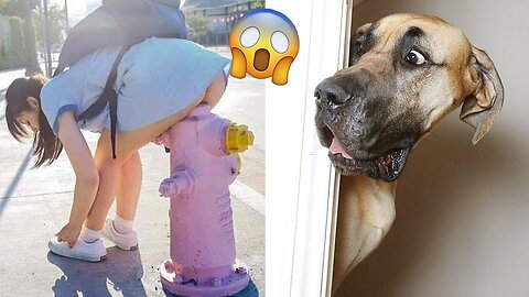 Funny Dog Videos | Funny Dog | Funny Dog Shorts | Funny Dog Prank