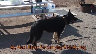 My Must Haves For Camping With A Dog