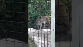 Big cats at Toronto Zoo