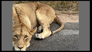 Zimbabwe Pastoral Conference 2022