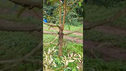 what happens if your durian tree snaps in half?