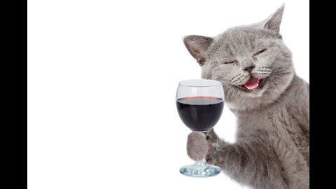 Cat Drinking Wine 😅