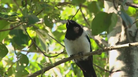 Magpie in a Birch Tree