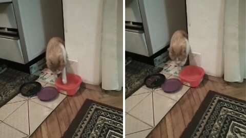 Cat Drinks Water By Scooping It Up With His Paw