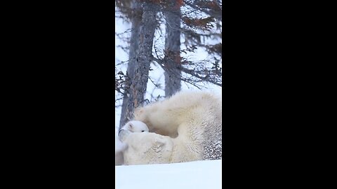 Heartwarming Moments: Polar Bear Mother's Playtime with Adorable Cub