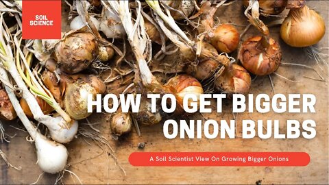 How To Grow Bigger Onions In A Cold Climate! Spooning Onions For Bigger Bulbs | Crop Series Ep 05