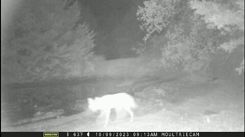 TrailCam ~ Coyote